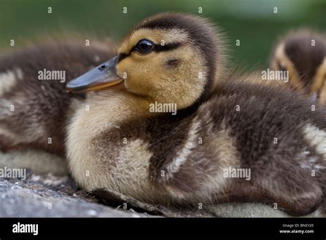 Baby Mallard ducks Stock Photo - Alamy