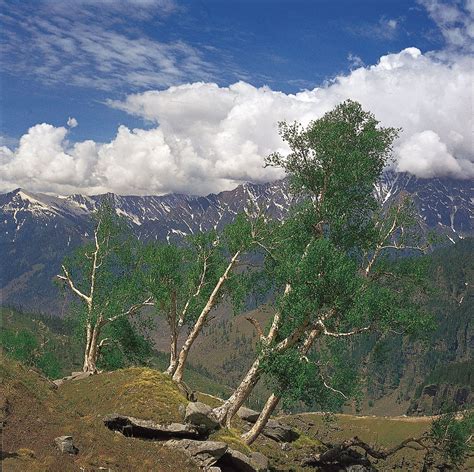 Himalayas - Flora, Fauna, Ecosystems | Britannica