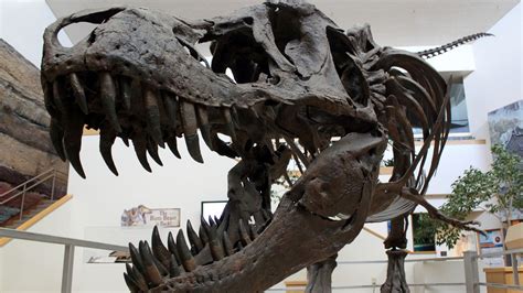 Dinosaur skeleton auctions mean that important fossils are going to rich people instead of ...