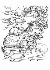 Beaver Coloring Pages sketch template