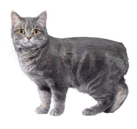 Manx Cat | Breed Information, Personality Traits & Common Health Issues