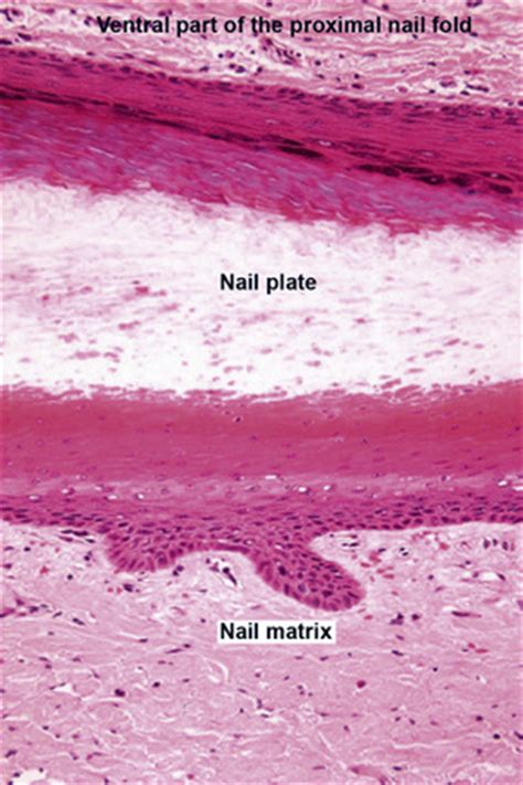 Diseases of the nails | Basicmedical Key