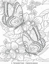 Full Size Coloring Pages For Adults At GetColoringscom  Free sketch template