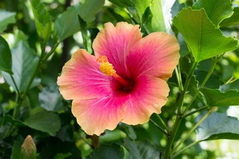 Tropical Hibiscus Plant Care and Essential Growing Tips - Petal Republic