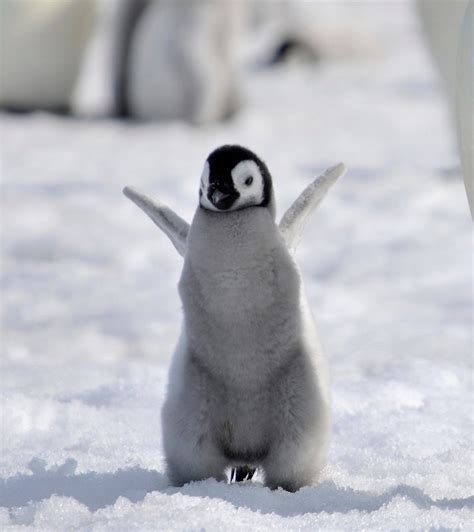 19 of the cutest baby penguin pictures you'll see