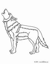 Howling Wolf Coloring Page sketch template