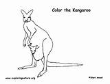 Kangaroo Coloring Page sketch template