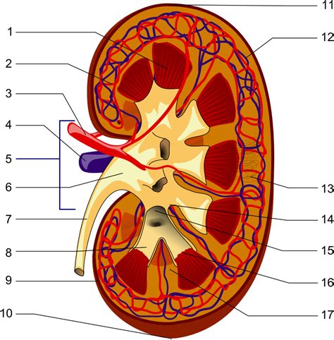Arcuate arteries of the kidney - Wikipedia
