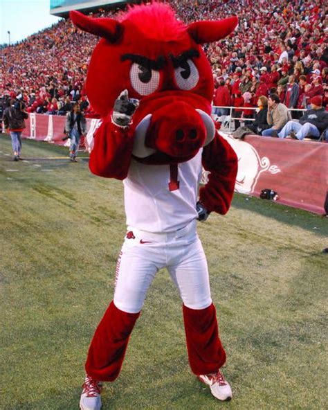 Big Red, Arkansas Razorbacks mascot. | Arkansas razorbacks, Arkansas ...