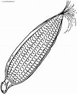 Ear Of Corn Coloring Page At GetColoringscom  Free Printable sketch template