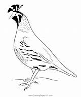 Pin On Quails Coloring Pages sketch template