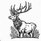 How To Draw An Elk Coloring Pages  Coloring For Kids – Smart Creative sketch template