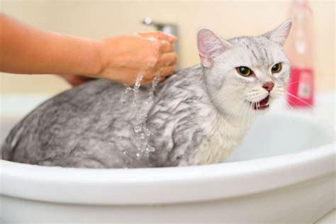 Why do Cats Hate Water? - Gilbertsville Veterinary Hospital