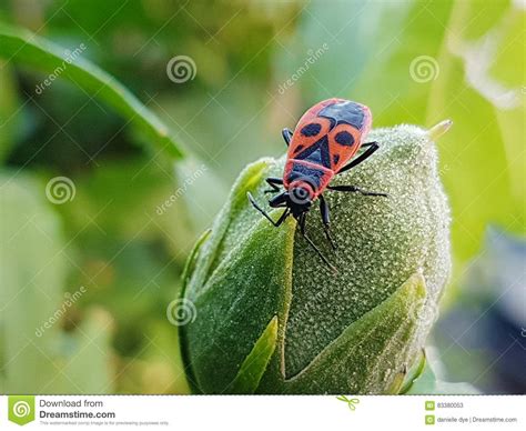 Bug on a bud stock image. Image of closeup, black, insect - 83380053