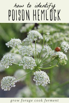 Poison Hemlock: How to Identify and Potential Look-alikes