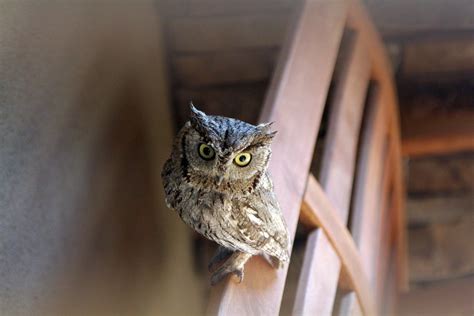 Owls Baby Birds · Free photo on Pixabay