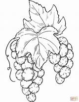 Bunch Of Grapes coloring page  Free Printable Coloring Pages sketch template