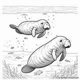 Manatee Coloring Pages  Free & Printable sketch template