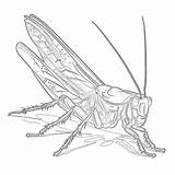 Grasshopper Coloring Page  Pages Mimi Panda sketch template