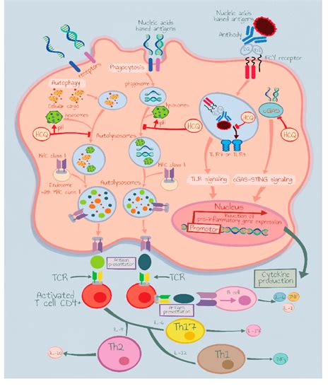 Figure 1 from Cutaneous Toll-like Receptor 9 Pre-Defines Hydroxychloroquine Dosage in Patients ...