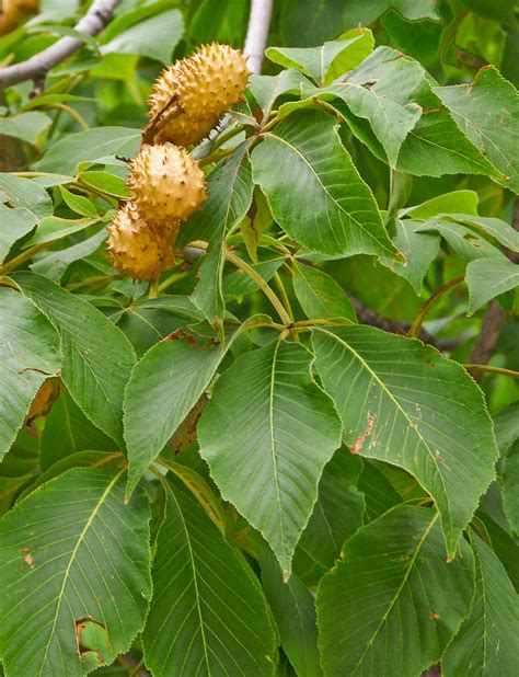 Aesculus glabra | Carl Lewis | Flickr