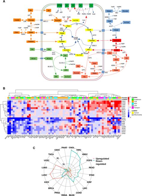 Alterations in enzymes of TCA cycle and anaplerosis between cancer and... | Download Scientific ...