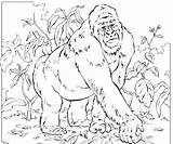 Coloring Pages Of Gorillas  Free Printable Templates sketch template