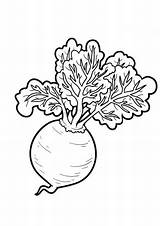 Beets Coloring Page  Coloring Home sketch template
