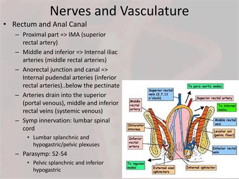 PPT - Colon Rectum Anal Canal PowerPoint Presentation, free download ...