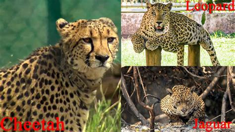 How to spot the difference between a Cheetah, Leopard and Jaguar ...