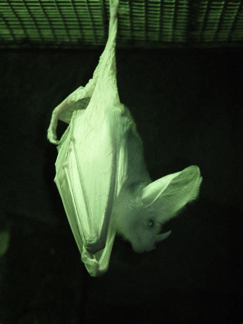 File:Ghost bat infrared Perth zoo.jpg - Wikimedia Commons