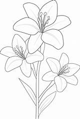Easy Lily Coloring Pages sketch template