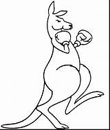 Kangaroo Coloring Pages Outline Sketch Page sketch template
