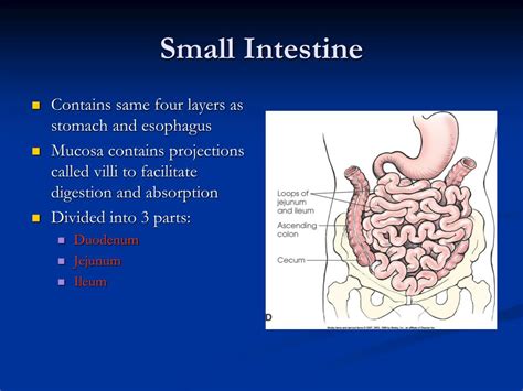 PPT - Radiography of the GI System PowerPoint Presentation - ID:280707