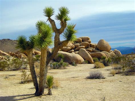 3+ Free Arid Ecosystem & Joshua Tree Images - Pixabay