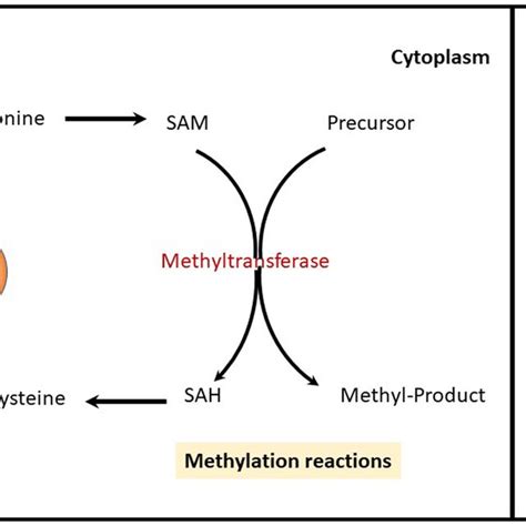 Vitamin B12 and folate have fundamental role in cellular metabolism ...