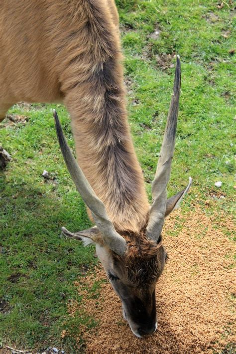 Port Lympne Wildlife Park 17-04-2012 | Nestled in 600 acres … | Flickr