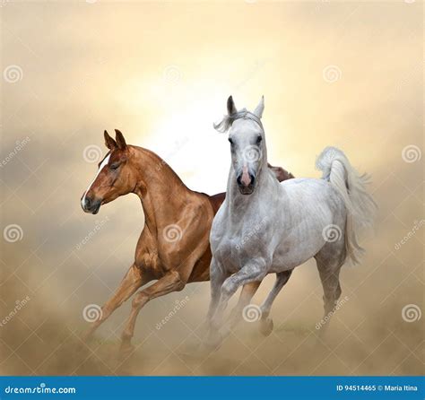 Two Purebred Horses Running in Sunset Time Stock Image - Image of group ...