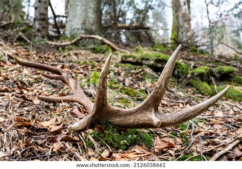 1,565 Shed Antlers Images, Stock Photos & Vectors | Shutterstock