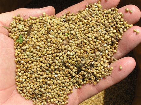 File:Pearl millet after combine harvesting.jpg - Wikipedia