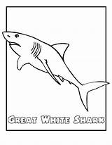 Free Printable Shark Coloring Pages For Kids sketch template