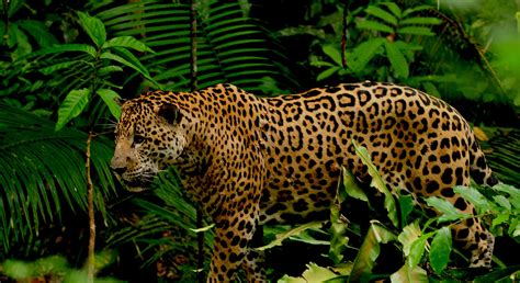 rainforest - Pesquisa Google | Rainforest animals, Jaguar animal, Rainforest