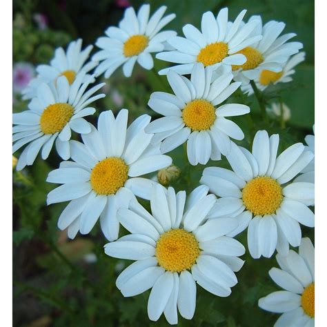 Chrysanthemum paludosum - Snow Daisy - GardenPost