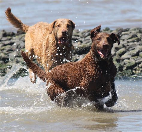 Get to Know the Chesapeake Bay Retriever: A Serious Hunting Dog – Dogster