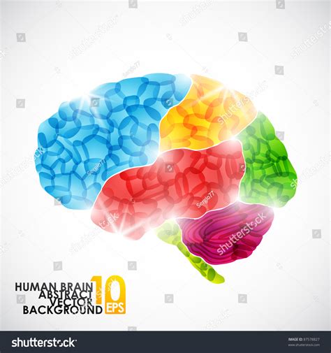 Eps10, Human Brain, Vector Abstract - 87578827 : Shutterstock