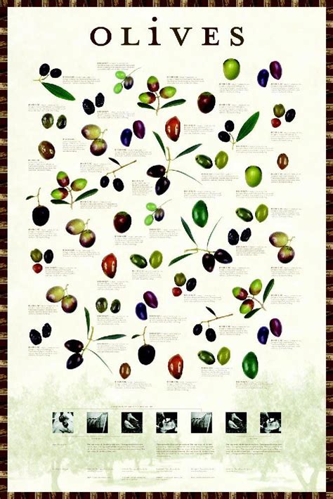 Posters - Olives Poster | Olive oil packaging, Olive, Olive recipes