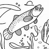 Colorful Rainbow Trout Coloring Page 48284 38182 sketch template