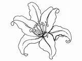 Lily coloring pages To Download And Print For Free sketch template