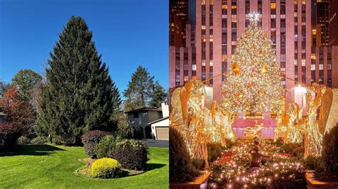 Has the Rockefeller Center Christmas tree for 2023 been chosen? Height and other details explored