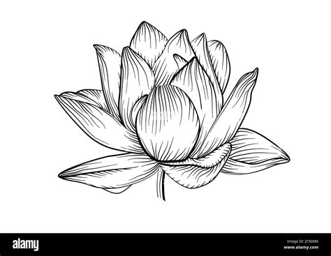 Lotus water lily vector beautiful flower line, black and white tattoo art illustration. Hand ...